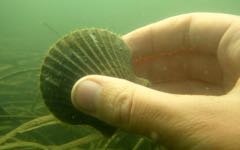 Bay Scallop