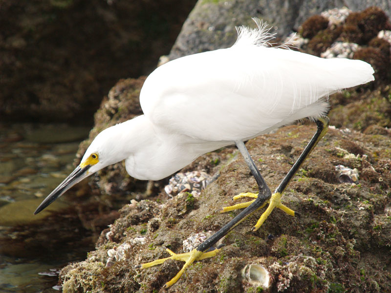 Snowy Egret