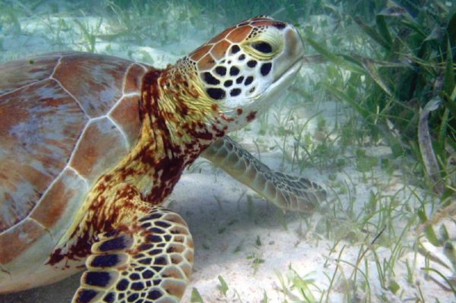 Sea Turtle