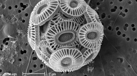 Coccolithophore