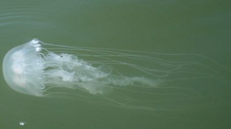 Sea Nettle