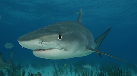 Tiger shark, Galeocerdo cuvier