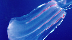 The pink comb jelly Beroe ovata.