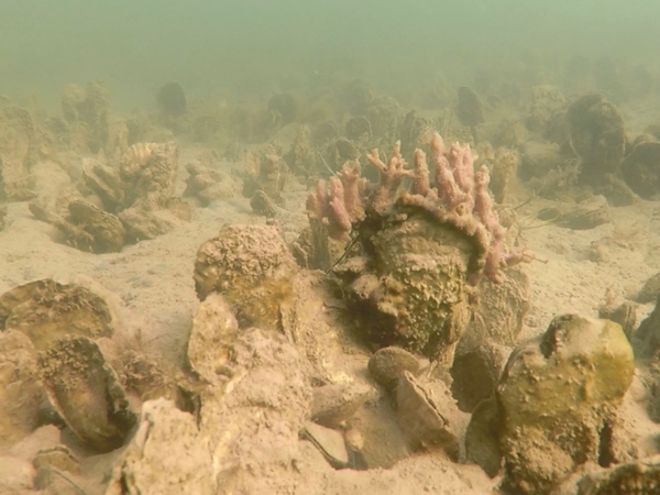 A restored oyster reef in Harris Creek, Maryland.. © L. Kellogg/VIMS.