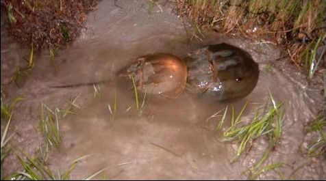 Horesehoe crab (Limulus polyphemus)