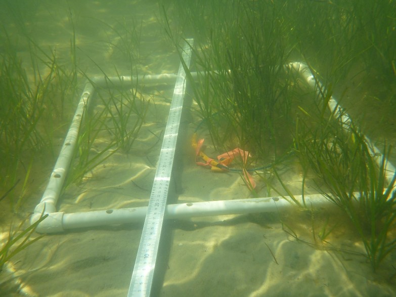 Biomonitoring Zostera marina (eelgrass) at Goodwin Islands.