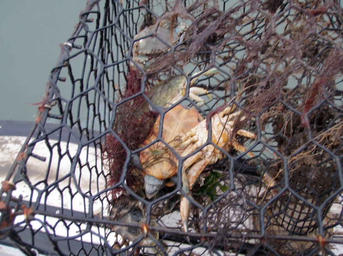 ByCatch