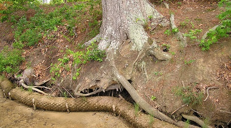 Fiber Logs - Undercut Tree