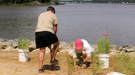 Planted Tidal Marsh - Planting Process