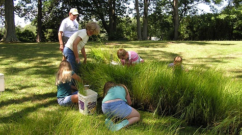 Planted Tidal Marsh - Pulling Plugs