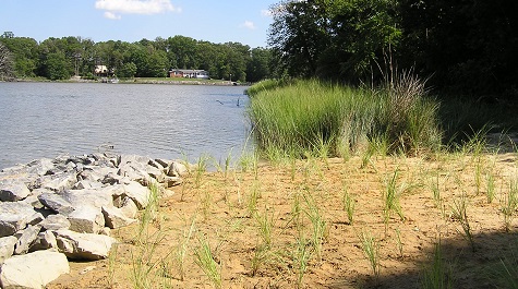 Sill vs. Natural Marsh