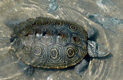 Terrapin