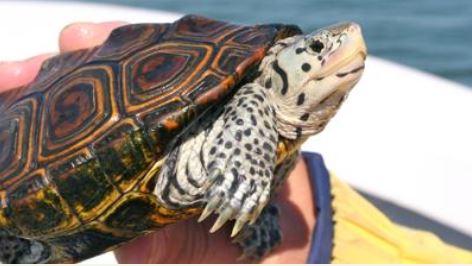 Diamondback Terrapin