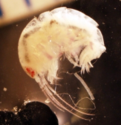 Amphipod from genus Ampellisca