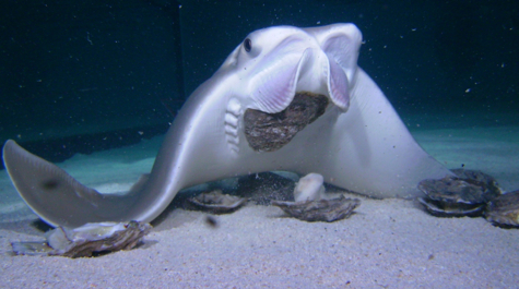 Cownose Ray