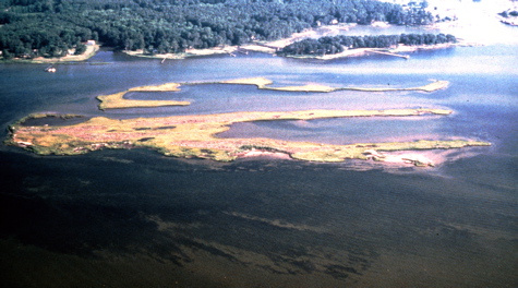 Underwater Grass Beds