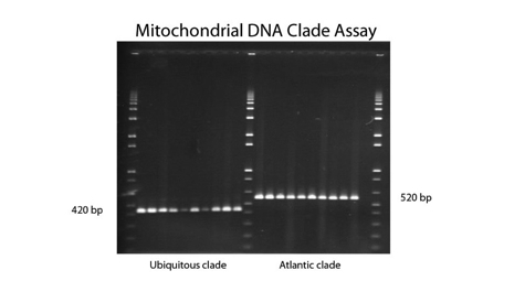 Existing Assay