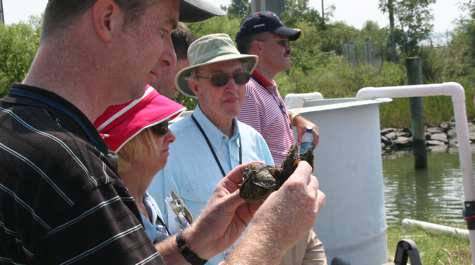 Spat-on-Shell Oysters