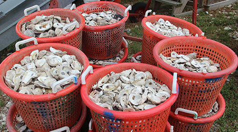 Status of oysters in the Bay