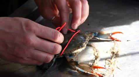 Crab Tagging