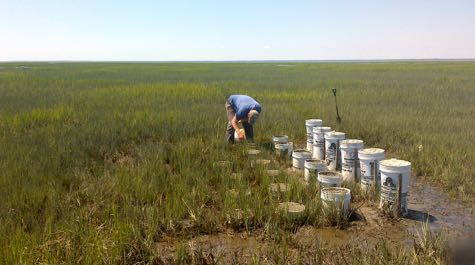 Marsh Studies