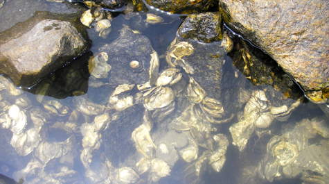 Healthy oysters