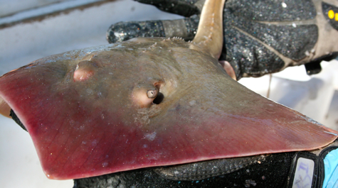 Stingray