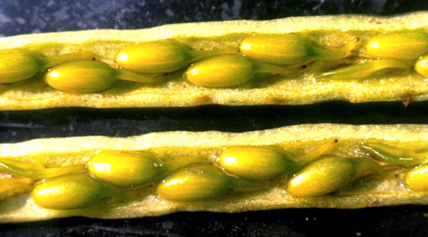 Eelgrass Fruits