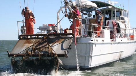 Blue Crab Winter Dredge Survey