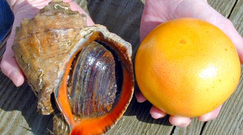 Veined Rapa Whelk