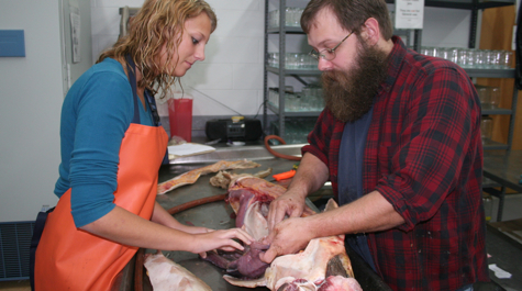 Sturgeon Dissection