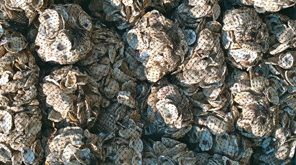 Oyster Shells