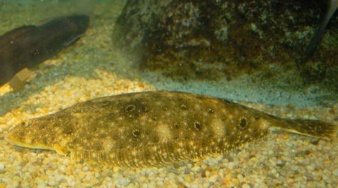 Summer Flounder