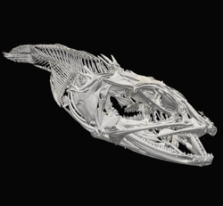 The Arabian toadfish {em}Colletteichthys occidentalis{/em} as scanned by Diego Vaz. From the collections of the U.S. National Museum of Natural History.