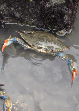 The blue crab {em}Callinectes sapidus{/em} typically has a brown carapace with blue legs. © K. Rebenstorf.