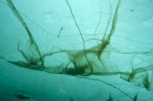 "Curtains" of the alga {em}Melosira arctica{/em} grow within Arctic sea ice. The curtains are about three feet long. © Julian Gutt, Alfred Wegener Institute (AWI).