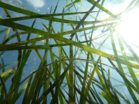 Clear water is key to seagrass survival. E. Shields/VIMS.