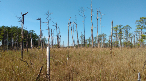 Ghost Forests