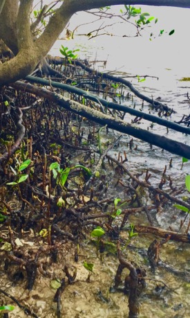 Mangrove roots provide the underwater structure important for a nursery habitat. © D. Malmquist/VIMS.