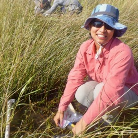 Manisha Pant, a technician in David Johnson's laboratory at VIMS, samples the invertebrate community within a Louisiana salt marsh. © D. Johnson/VIMS.