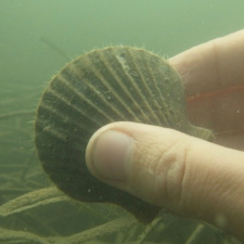 A reseacher holds a bay scallop.