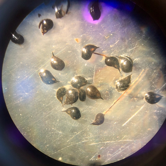 VIMS researchers are planting widgeongrass seeds like these to increase biodiversity in Bay grass beds. © C. Patrick/VIMS.