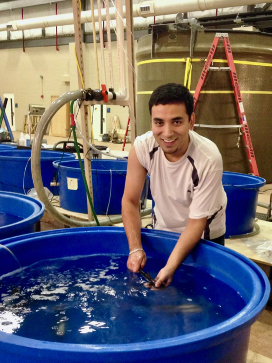 Dr. Vaskar Nepal tests the temperature and salinity tolerance of blue catfish in the Seawater Research Laboratory at VIMS. © M. Fabrizio/VIMS.