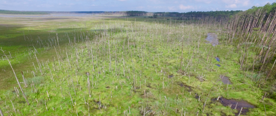 Ghost Forests