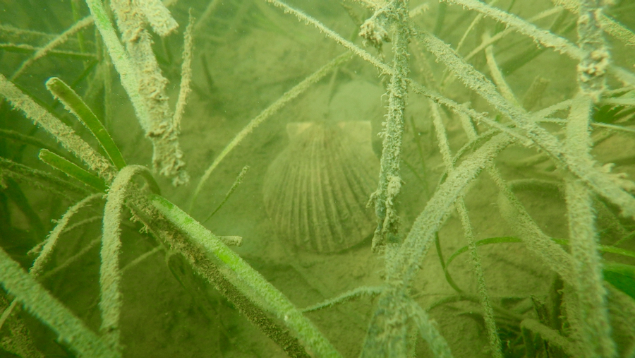 Bay scallop in eelgrass