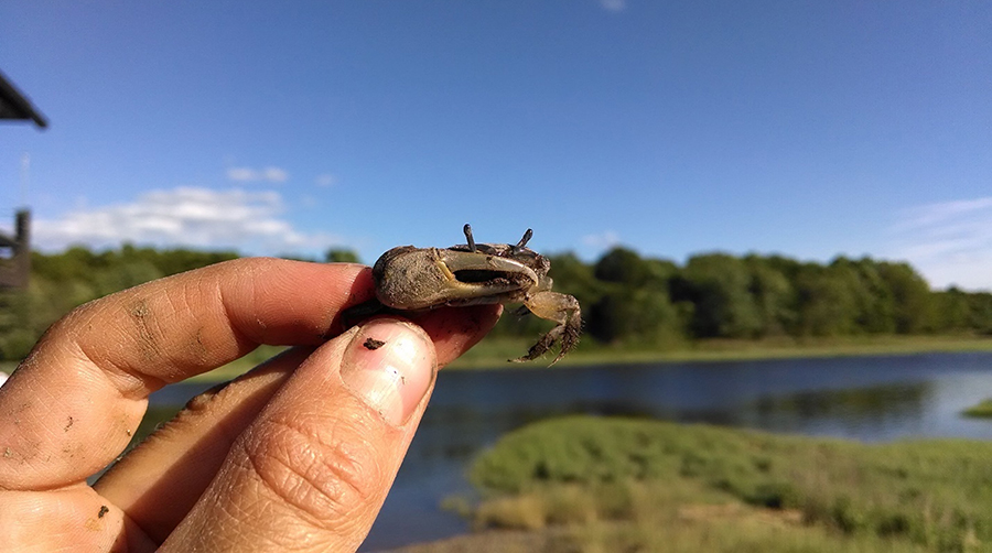 The mud fiddler crab, Minuca pugnax, in its expanded range, northeast Massachusetts. Fiddler crabs are so named because when the males eat with their small claw, it looks like they’re fiddling. 