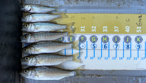 Juvenile striped bass.