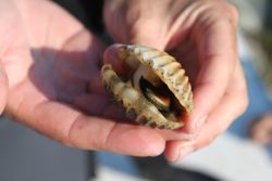 The restored eelgrass meadows are home to increasing numbers of bay scallops thanks to a parallel restoration effort for these bivalves.