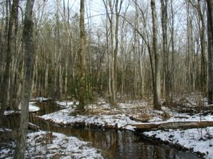 A forested headwater wetland in the Chesapeake Bay watershed.