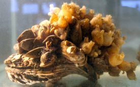 VIMS scientist Lisa Kellogg is studying how tunicates, shown here growing atop an oyster shell covered with mussels, contribute to reef filtration. ©Lisa Kellogg. 